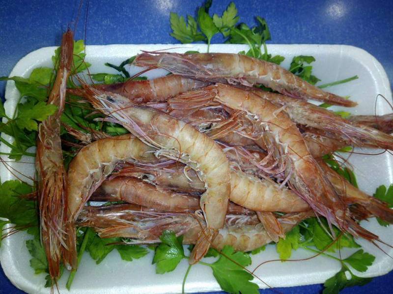 GAMBA ARROCERA 